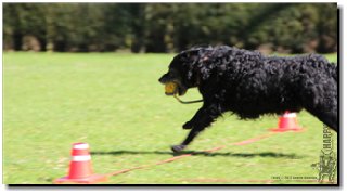 Bild "MOPPEL der Mudi:2012-03-25_170_Moppel_Pre320x.JPG"