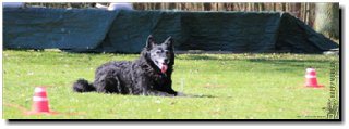 Bild "MOPPEL der Mudi:2012-03-25_208_Moppel_Pre320x.JPG"