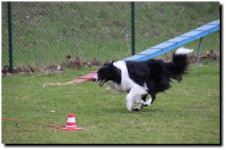 Bild "MOPPEL der Mudi:IMG2012-03-06_118.JPG"