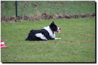 Bild "MOPPEL der Mudi:IMG2012-03-06_119.JPG"