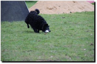 Bild "MOPPEL der Mudi:IMG2012-03-06_138.JPG"