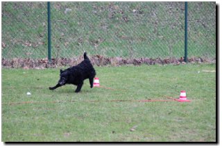 Bild "MOPPEL der Mudi:IMG2012-03-06_201.JPG"
