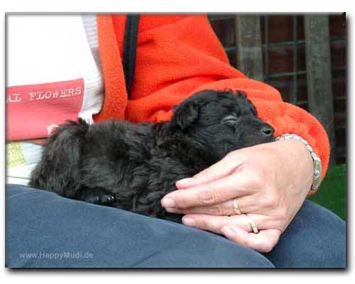 Bild "Rasse MUDI:MBaby01S.jpg"